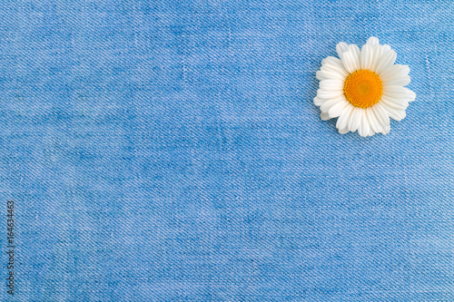 One chamomile on a background of light blue denim