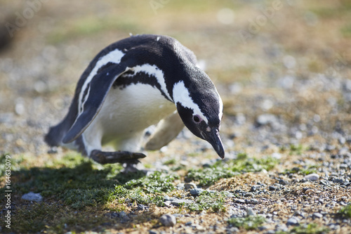Magellan penguin photo
