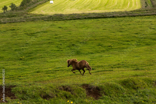 Icelandic Pony Horse