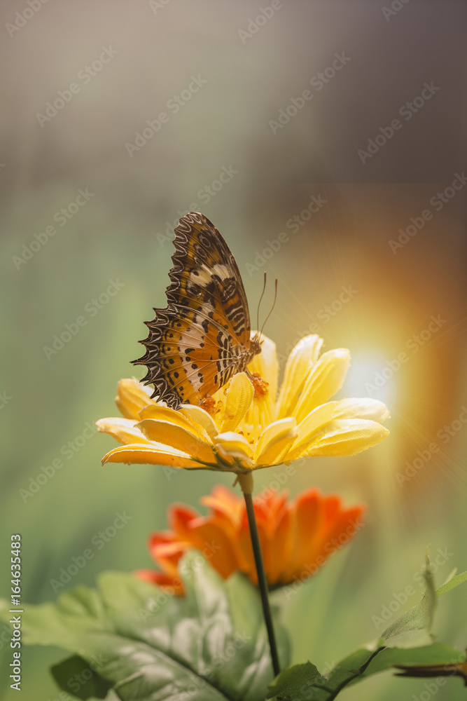 Obraz premium Closed up Butterfly on flower -Blur flower background 
