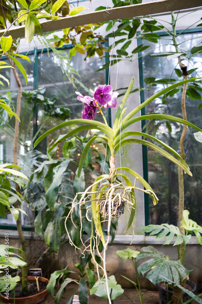 Obraz premium orchid