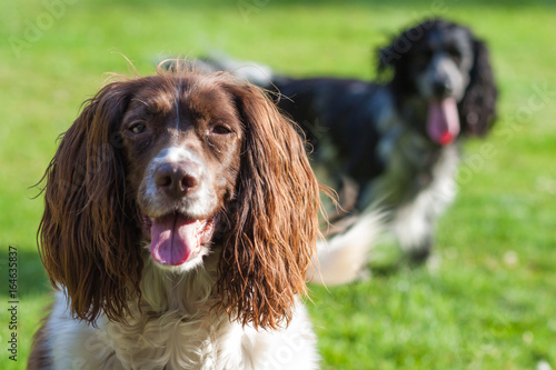 spaniel