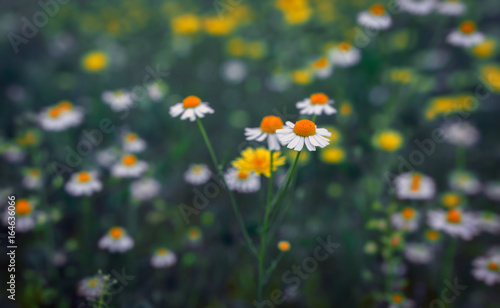 Floral background. blured summer background with wild daisies in the field.