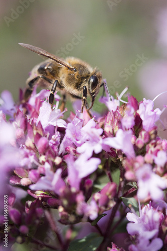 Honey Bee on Origanum laevigatum 'Herenhausen'