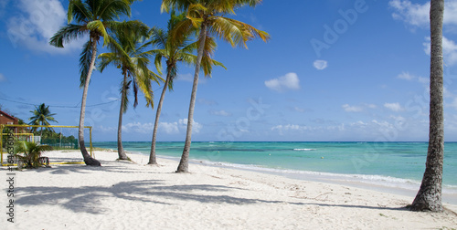 Cocotiers, plage de sable blanc