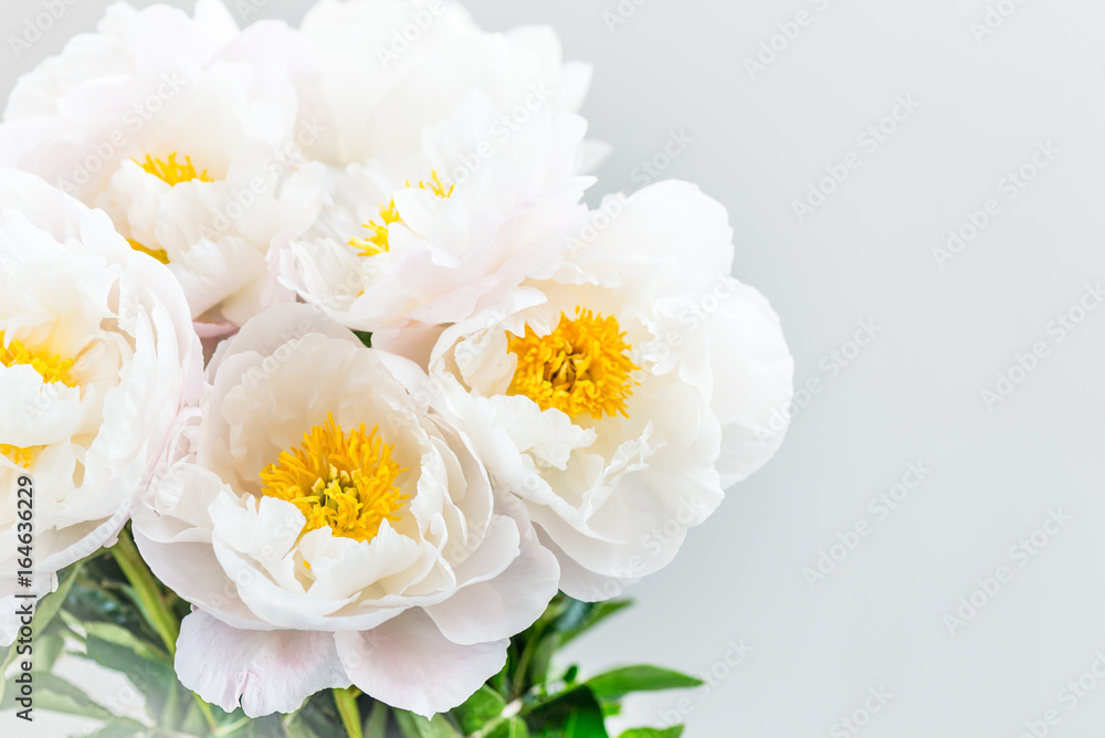 Obraz premium Beautiful bouquet of white Chinese peonies
