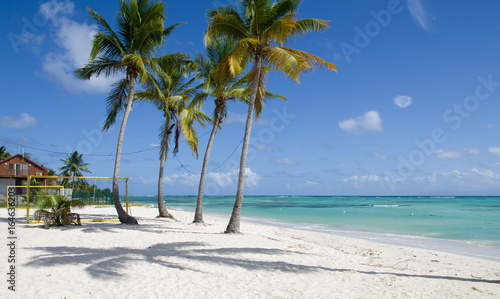 Cocotiers, plage de sable blanc