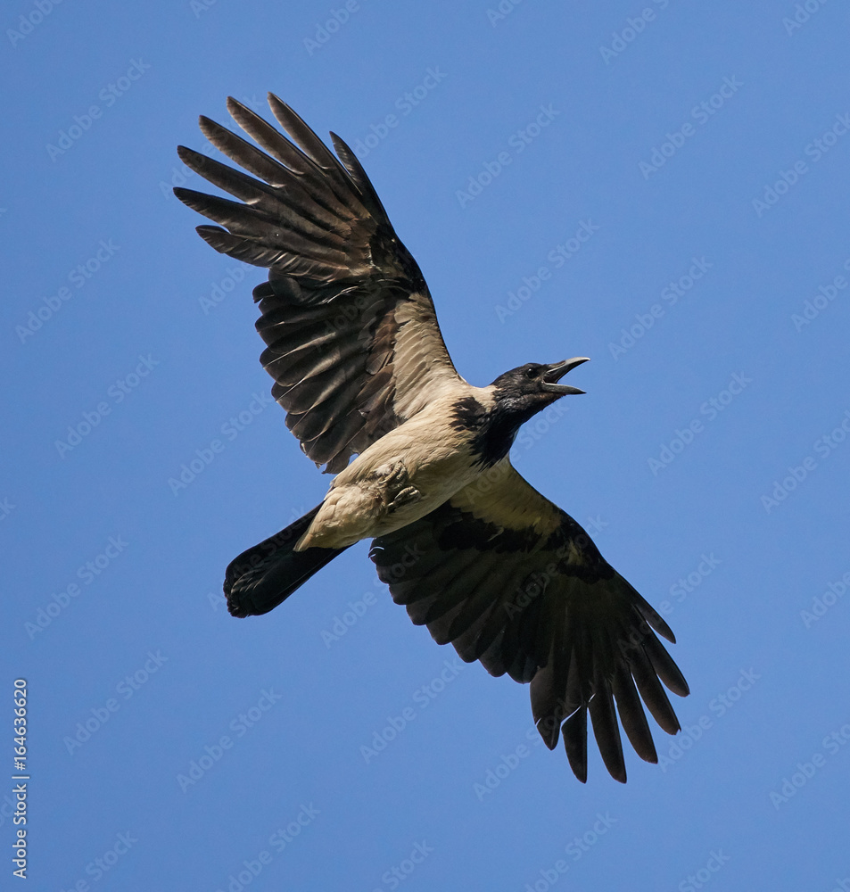 Fototapeta premium Crow in flight