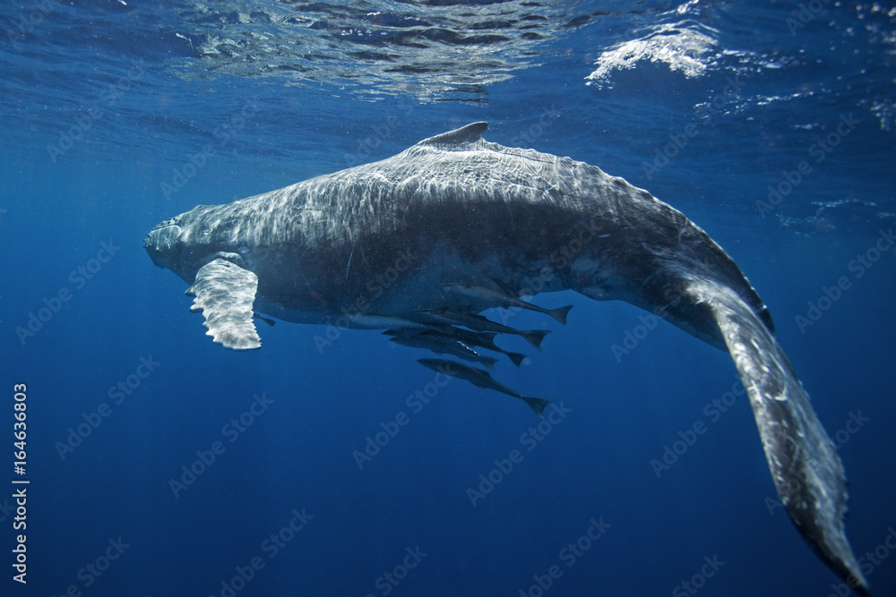 Naklejka premium humpback whale, megaptera novaeangliae, Tonga, Vava'u island