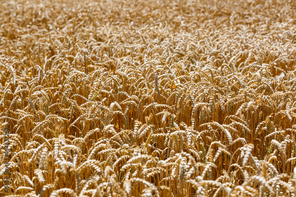 golden wheat field and sunny day golden wheat field and sunny day