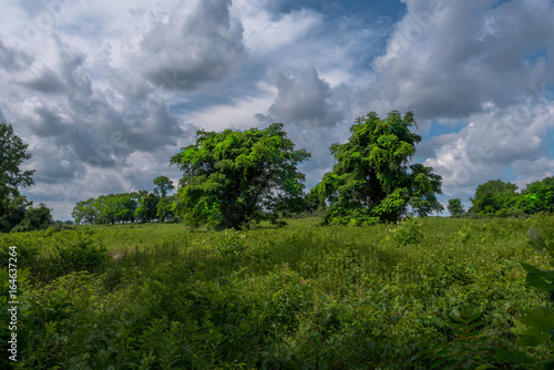 Two Trees in a Meadow