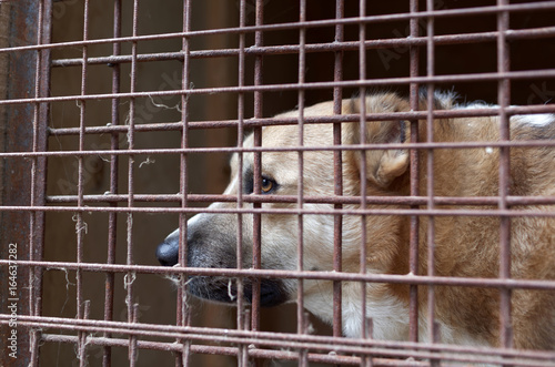 Dog in the animal shelter