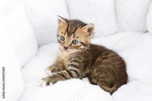 Cute little kitten in cat bed at home