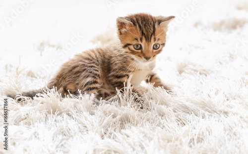 Cute little kitten lying on furry rug at home