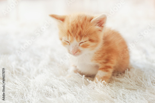 Cute little kitten on furry rug at home