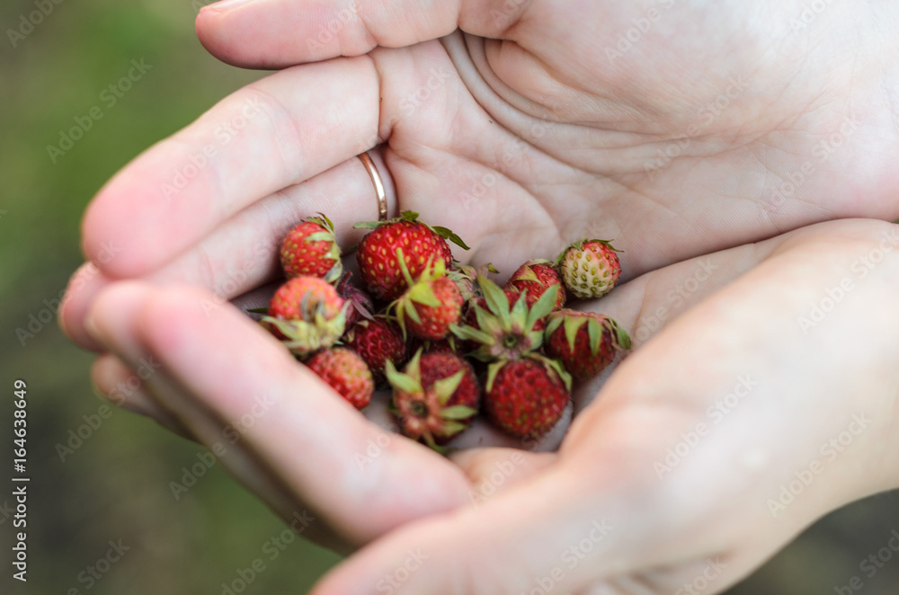 Berries of forest strawberries in hands Berries of forest strawberries in hands