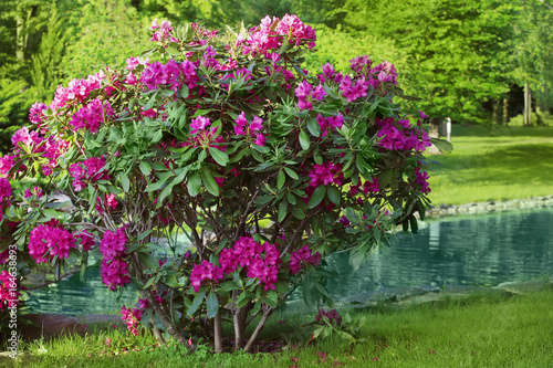 Fototapeta Naklejka Na Ścianę i Meble -  Bush with beautiful flowers in garden on sunny day