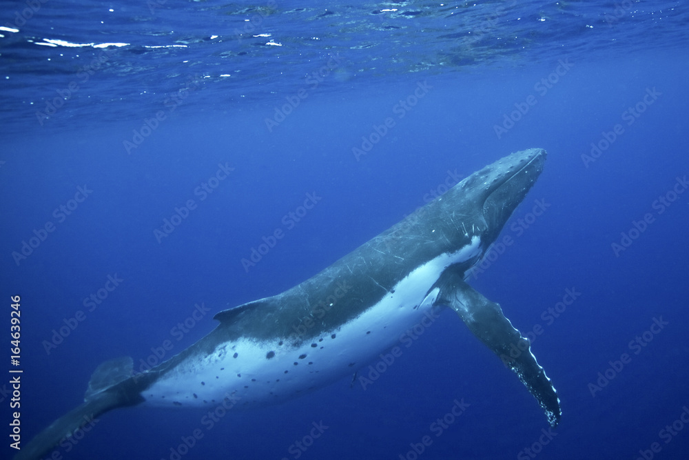Fototapeta premium humpback whale, megaptera novaeangliae, Tonga, Vava'u island
