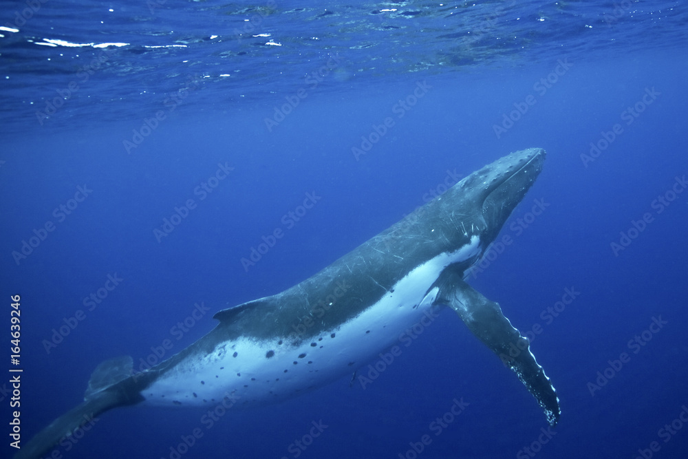 Naklejka premium humpback whale, megaptera novaeangliae, Tonga, Vava'u island