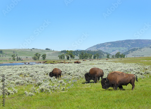 Bison Lamar Valley Yellowstone