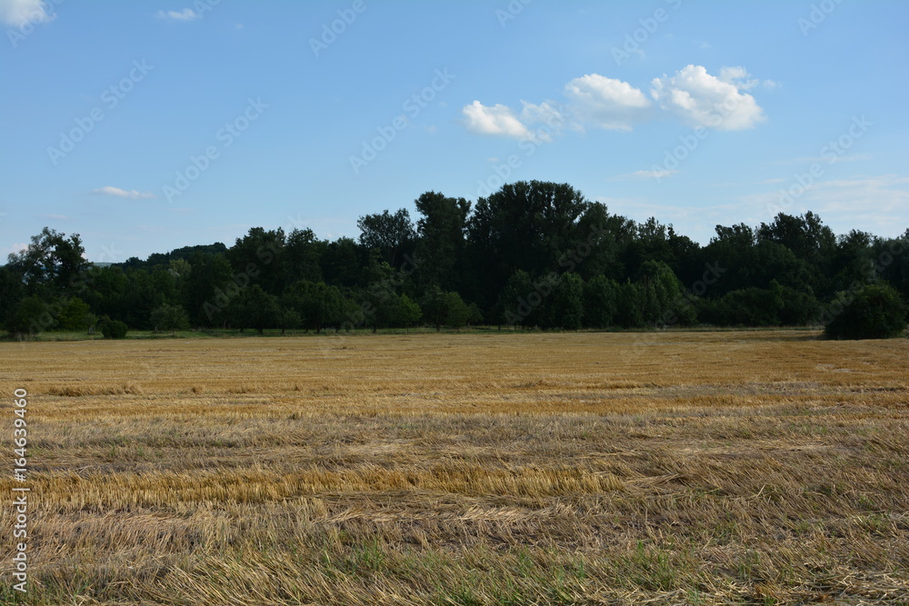 Abgeerntetes Getreidefeld mit Bäume im Hintergrund und mit blauem Himmel