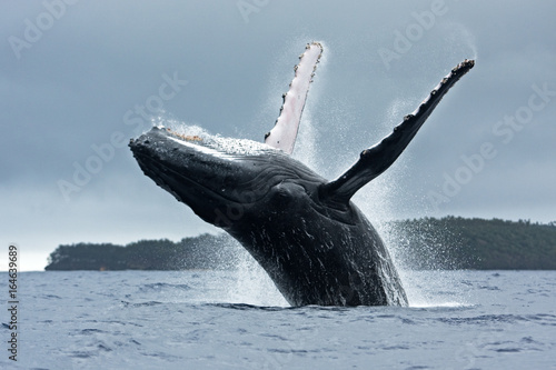 humpback whale, megaptera novaeangliae, Tonga, Vava'u island photo