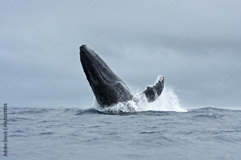 Fototapeta premium humpback whale, megaptera novaeangliae, Tonga, Vava'u island