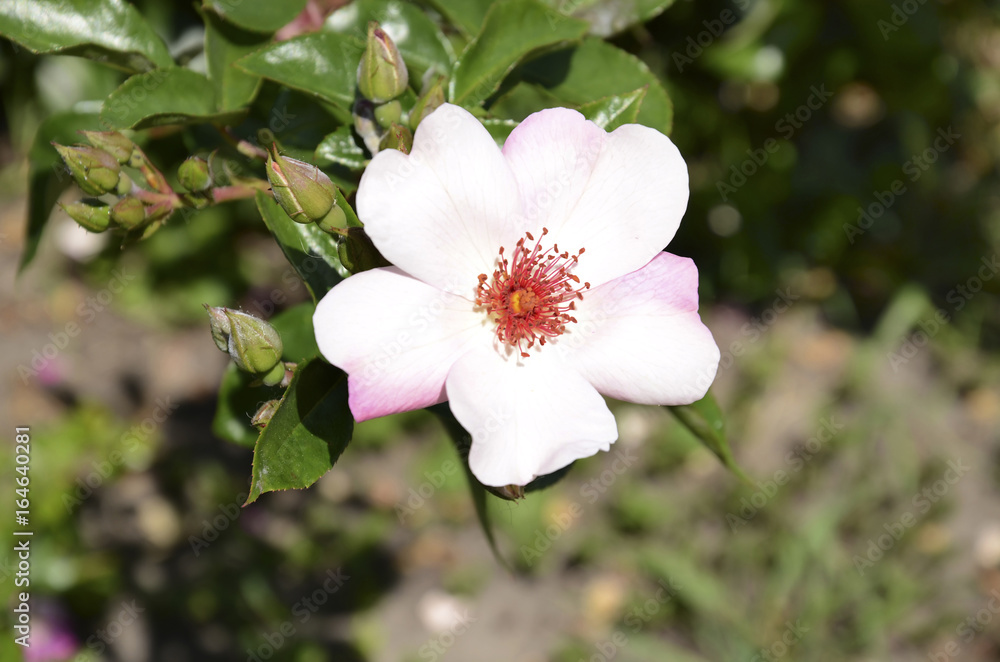 Beautiful pink flower Beautiful pink flower