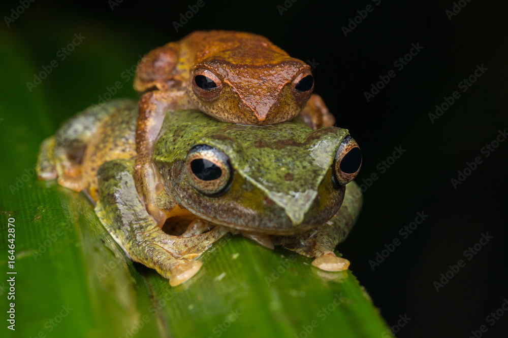 Obraz premium Frog Maiting in Borneo , Close-up of Frog Maiting , Borneo Masked tree frog on maiting
