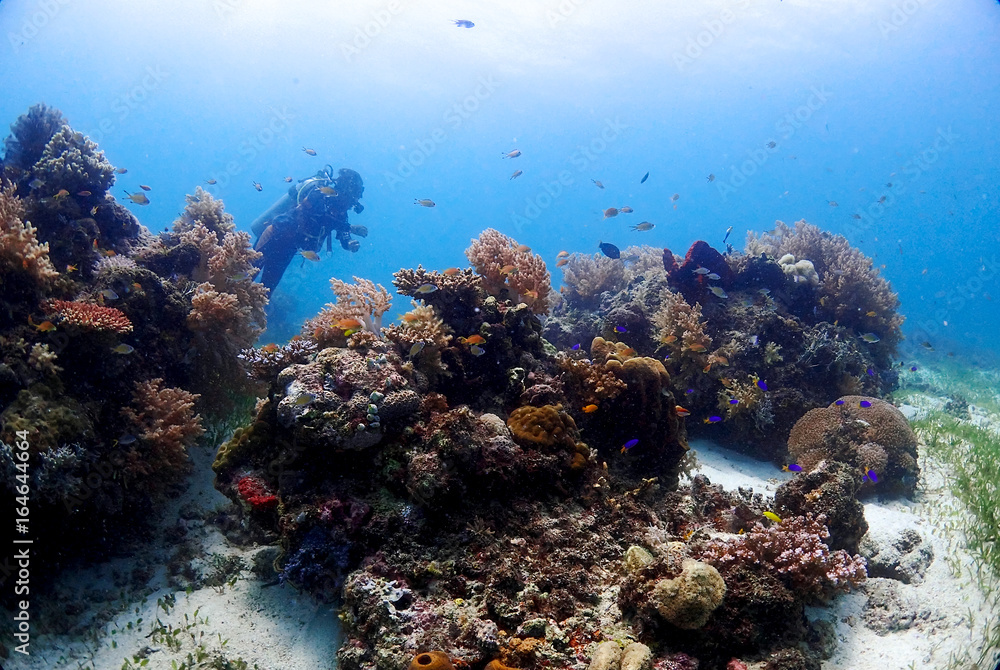 Fototapeta premium Coral reef and diver