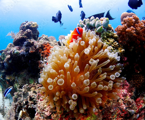 Anemonefish and coral in orango mactan cebu