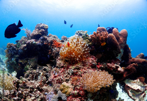 Anemonefish and coral in orango mactan cebu
