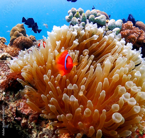 Anemonefish and coral in orango mactan cebu