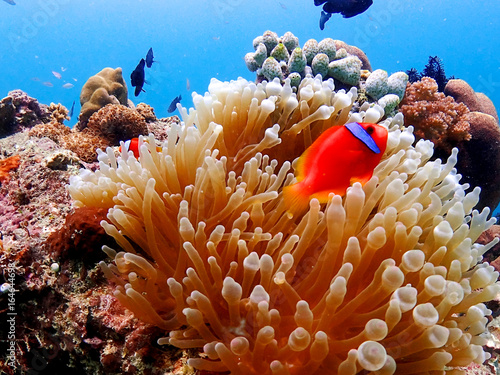 Anemonefish and coral in orango mactan cebu