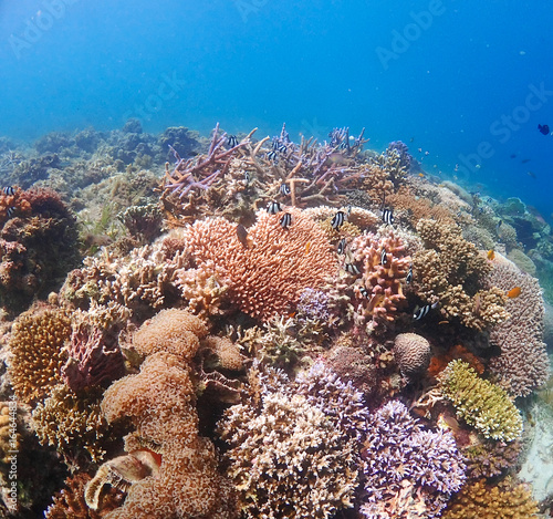 Coral leef garden in orango mactan cebu