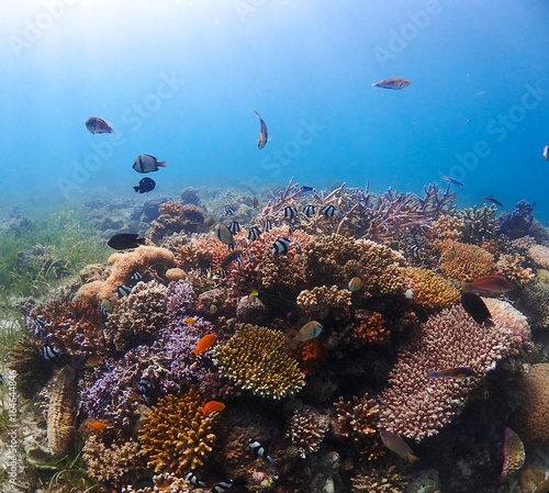 Coral leef garden in orango mactan cebu