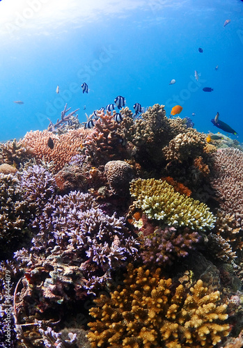 Coral leef garden in orango mactan cebu