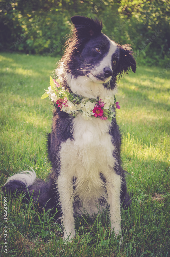Dog flower necklace cheap