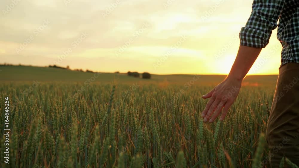 Man hands touching green wheat in slow motion. Man walking trough the wheat field on sunset Man hands touching green wheat in slow motion. Man walking trough the wheat field on sunset