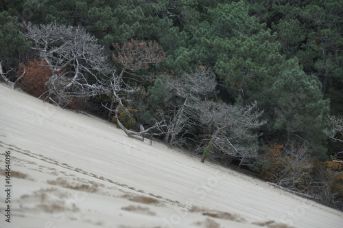 sable et foret