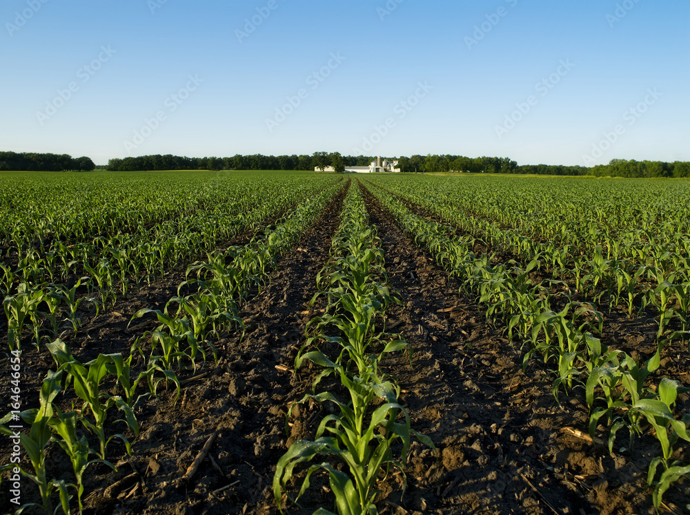Young Corn Plants