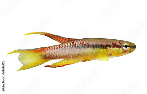 killi splendid Killifish Aphyosemion splendopleure tropical aquarium fish