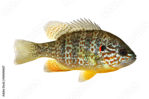 Fish Pumpkinseed Lepomis gibbosus sunfish pond perch