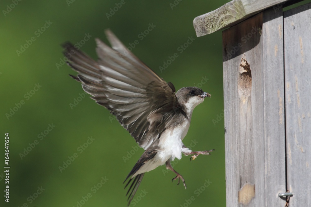 Obraz premium Tree Swallow Feeding Bringing Food To Nest
