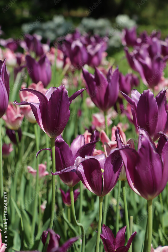 field of purple tulip gesneriana in full bloom in the sunshine