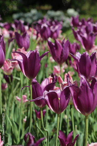 field of purple tulip gesneriana in full bloom in the sunshine