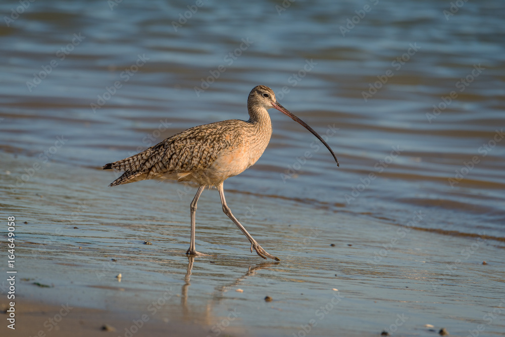 Ταπετσαρία Long Billed Curlew searches the shoreline for food