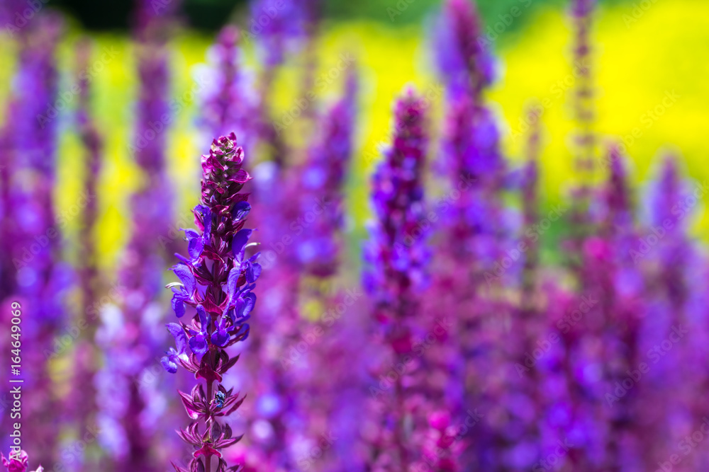 Fototapeta premium salvia grow in the field