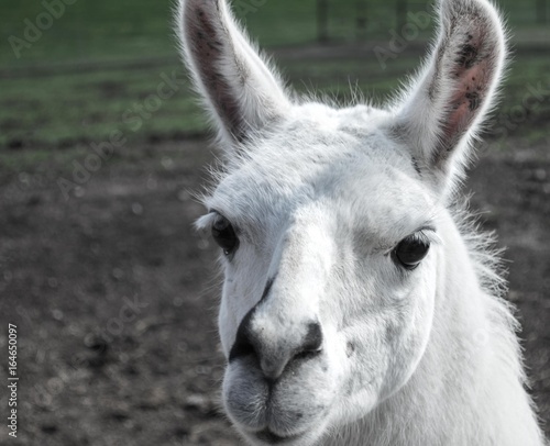 llama selfie