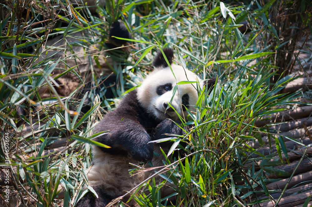 Obraz premium Giant panda lying down in bamboo